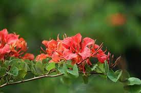 Bauhinia Galpinii Red Orchid Seeds For Planting Flower