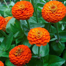 Zinnia Flower Seeds - Light Orange Blooms For Vibrant Garden Displays