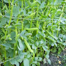 Fava Bohnen Seeds For Planting Vegetable Seeds