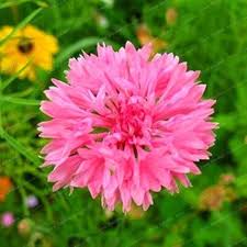 Centaurea Cyanus Romantic for planting in flower bed