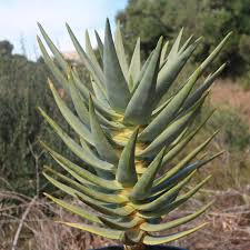 Aloe Dichotoma Seeds For Planting | Desert Beauty Flower