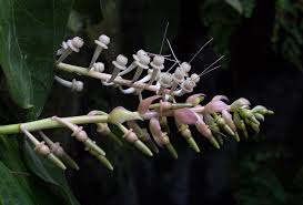 Cavendishia Grandifolia Seeds: Unique Planting Options Flower Seeds