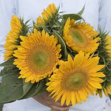 Sunrich Gold Helianthus annuus for planting in garden