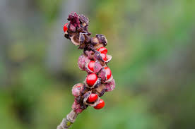 Magnolia Delavayi Chinese Evergreen Magnolia Seeds for Fragrant Tree Blooms