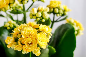 Yellow Kalanchoe Flower Seeds For Bright Planting