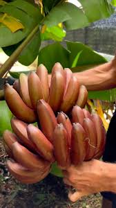 Brown Banana Seeds For Planting - Grow Fresh Bananas At Home