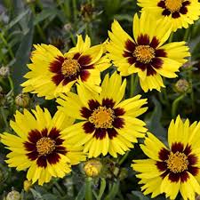 Coreopsis American Dream flowers for border planting