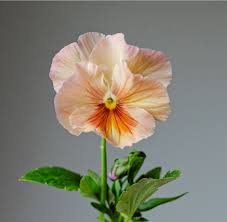 Inspire Peach Shades flower seeds for warm garden blooms
