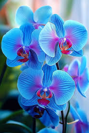 Sky Blue Phalaenopsis Orchid Flower Seeds For Vibrant Indoor Blooms