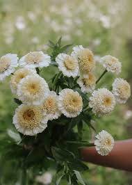 Zinnia White Flower Seeds For Timeless Planting Elegance