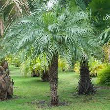 Pygmy Date Palm Tree Seeds For Planting - Compact Growth Your Garden Flower