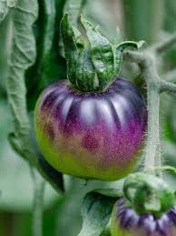 Dark Violet Tomato Vegetable Seeds for Planting - Unleash Your Garden's Potential with Unique Color and Flavor