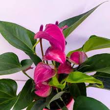 Exotic Anthurium Violet Flower Seeds For Garden Planting