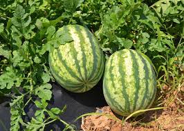 Sweet Seedless Watermelon Seeds For Planting And Delicious Treats Fruit