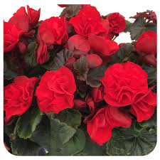 Rose Rieger Begonia Planting Flower Seeds For Bold And Vibrant Blooms