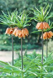 Fritillaria Imperialis Flower Seeds For Easy Planting