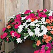 Impatiens Accent Premium-Mix for planting in flower bed