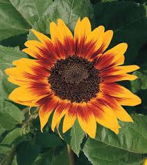 Sunflower Seeds For Planting - Yellow & Brown Varieties