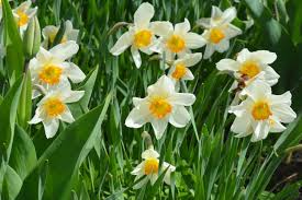 Daffodil Flower Seeds Planting Yellow White