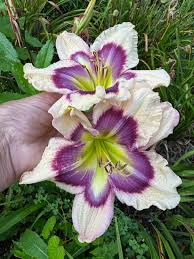 White Violet Hemerocallis Seeds For Planting