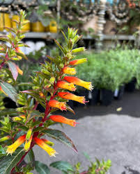 Cuphea Micropetala Candy Corn Semi Perennials Seeds for Unique Garden Flowers