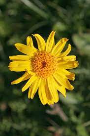 Arnica Montana Seeds For Planting Healing Blooms