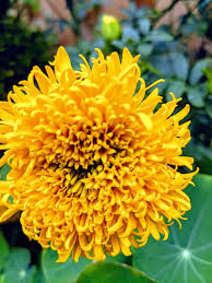 Russian Marigold Planting Flower Seeds For Colorful Blooms