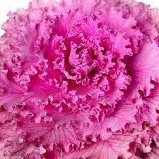 Brassica Oleracea Seeds For Planting Light Pink - Grow Beautiful Brassicas