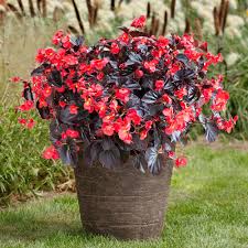 Bright Begonia Plant Seeds For Planting | Colorful Flower