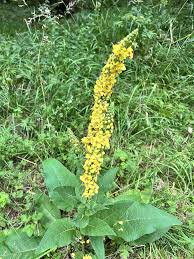 Agrimony Agrimonia eupatoria for planting in herb garden
