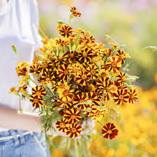 Marigold Jester Seeds For Vibrant Flower Planting