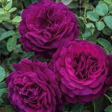 Dark Violet Rose Flower Seeds For Planting - Vibrant And Fragrant