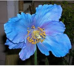 Himalayan Blue Poppy Meconopsis seeds for planting in cool garden