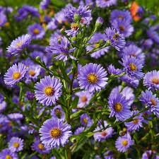 Aster Novi-Belgii Flower Seeds - Perfect For New York Planting