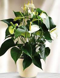 White Anthurium Linden Araceae Flower Seeds For Planting