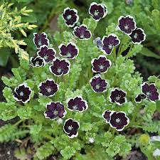 Black Menziesii Flower Seeds Grow Stunning Blooms In Your Garden