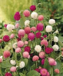 Mixed Gomphrena globosa flower seeds for planting