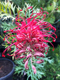 Burgundy Grevillea Robusta Seeds For Planting Flower