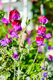 Sweet Pea Flower Purple Seeds For Planting - Grow Charming And Aromatic Flowers In Your Space