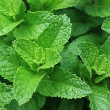 Spearmint Vegetable Seeds For Planting - Fresh Herb Seed Gardens And Pots Seeds