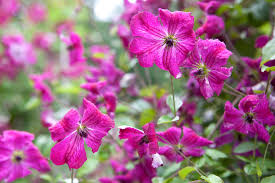 Dark Pink Clematis Flower Seeds For Easy Planting