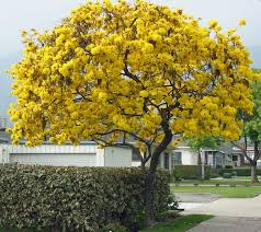 Tabebuia Chrysotricha Planting Tree Seeds