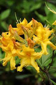 Azalea Yellow Flower Seeds For Gardening