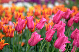 Orange And Pink Tulip Flower Seeds For Planting