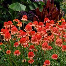 Echinacea 'Secret Lust' Echinacea purpurea for planting in flower bed