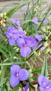 Hardy Tradescantia Spiderwort Seeds For Planting Flower