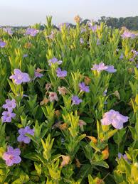 Ruellia Humillis Planting Flower Seeds