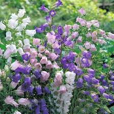 Canterbury Bell Campanula medium for planting in cottage garden