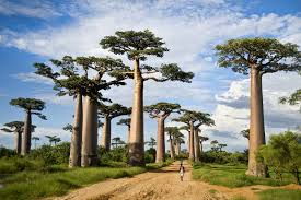 Baobab Tree Seeds For Planting - Create Iconic Silhouettes Plant Seeds