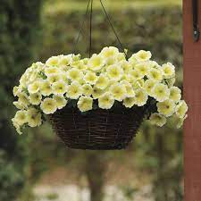 Petunia Flower Seeds - Bright Light Yellow For Planting